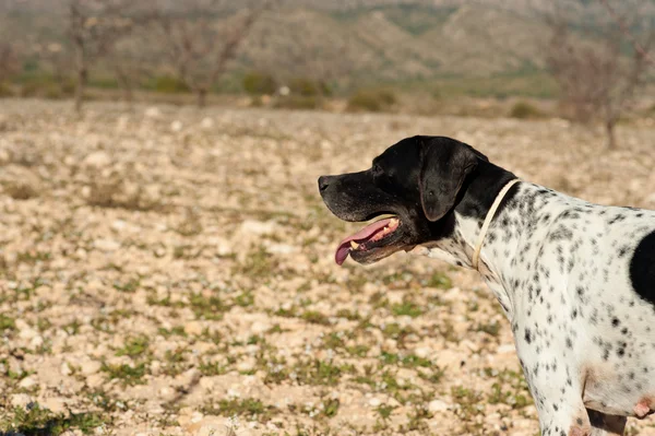 Μαύρο Και Άσπρο Δείκτη Κυνηγόσκυλο Πλήρη Εγρήγορση — Φωτογραφία Αρχείου