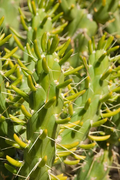 Dettaglio Cornice Completa Prendere Una Piantagione Enorme Cactus — Foto Stock