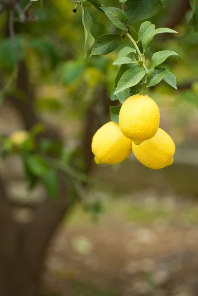 一棵柠檬树加载与成熟的水果 — 图库照片