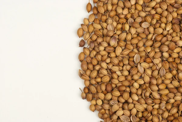 Coriander seeds — Stock Photo, Image