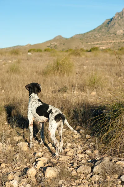 stock image Pointer hunting dog attentively sniffing for quails