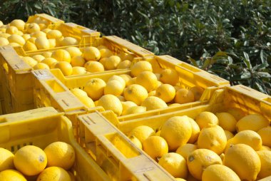 Lemon harvest clipart