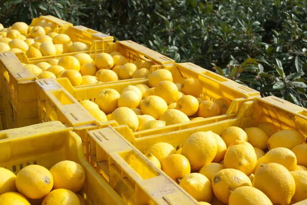 Урожай лимона — стоковое фото
