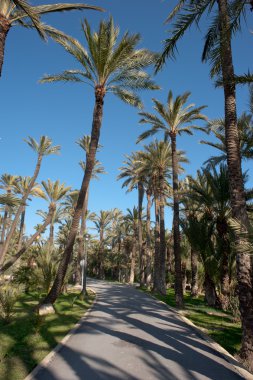 gölgelik palm tree tops canlı mavi gökyüzü