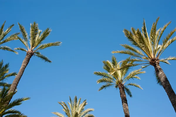 Tops de palmeira — Fotografia de Stock