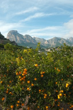 Loaded orange trees ready to be harvested clipart