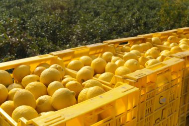 Lemon harvest, freshly picked lemons in crates clipart