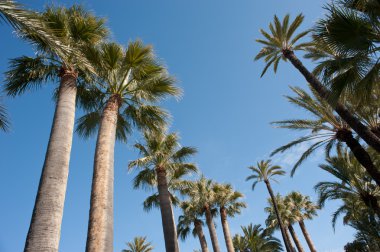 gölgelik palm tree tops canlı mavi gökyüzü