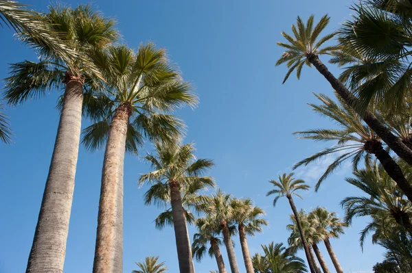 Θόλος Του Palm Κορυφές Δέντρων Κατά Δονούμενο Μπλε Ουρανό — Φωτογραφία Αρχείου