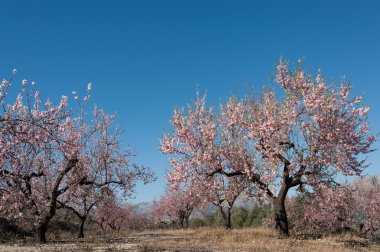 A field full of pink blooming almond trees clipart