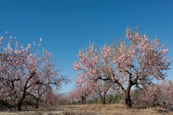 Field Full Pink Blooming Almond Trees — Stock Photo, Image
