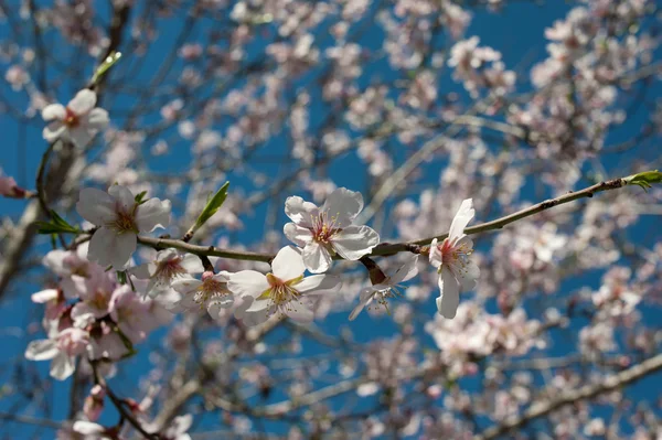 Stock image Almond blossom