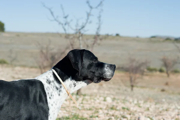 Cão de caça ponteiro — Fotografia de Stock