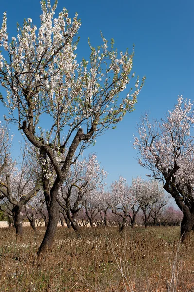 Almond blossom — Stock Photo, Image