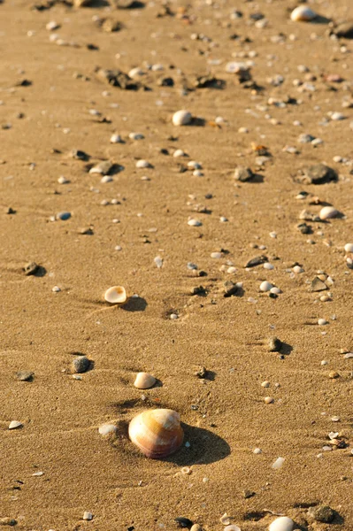 沙海滩背景 — 图库照片