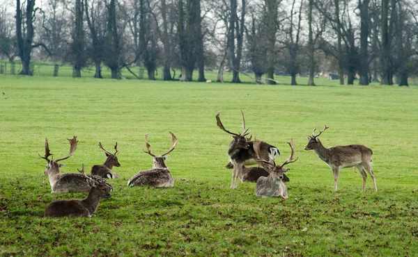 stock image Grassing deer