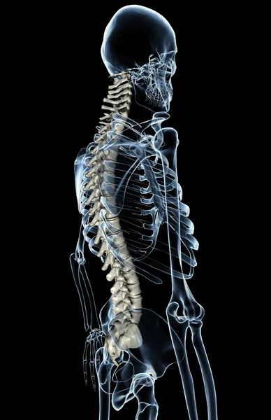 脊髓线 免版税图库图片