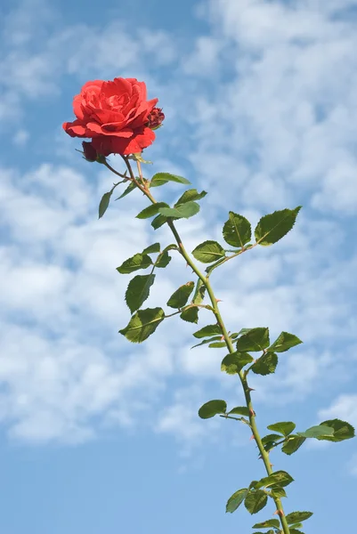 stock image Single Red Rose