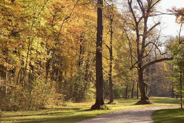 Passerelle forestière avec couleurs d'automne — Photo