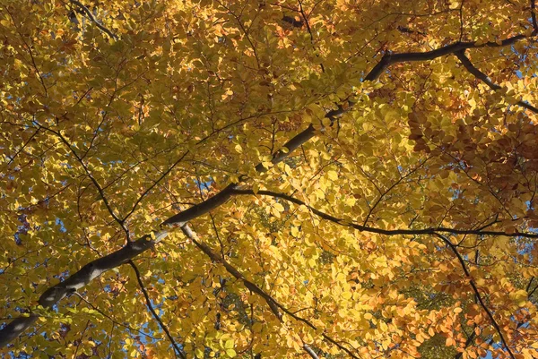 Осеннее дерево с золотыми листьями — стоковое фото