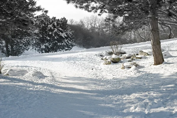 Kış izi — Stok fotoğraf