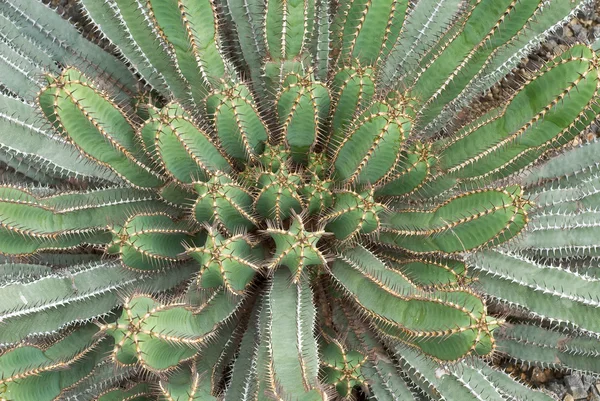 stock image Cactus of Mexico