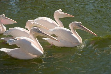 Group of Great White Pelicans clipart