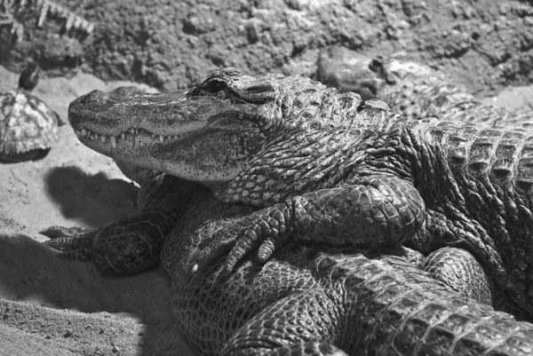 Zwei Alligatoren — Stockfoto