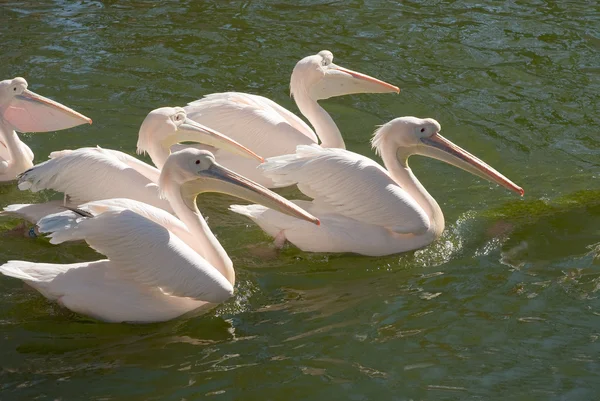 Skupina velké pelikánů bílých — Stock fotografie