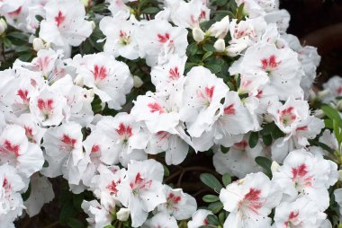 White Azelea Flower Blossoms clipart