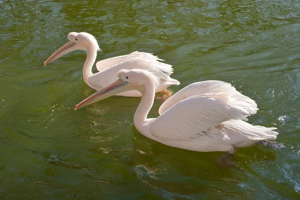Dvě velké pelikánů bílých — Stock fotografie