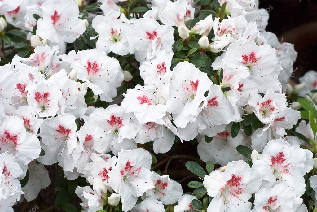 White Azelea Flower Blossoms