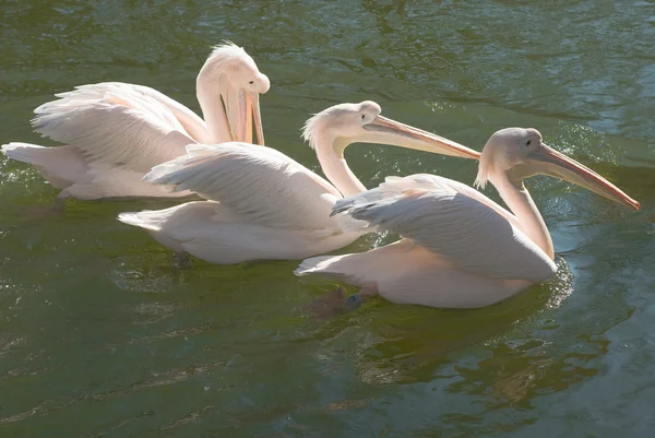 Skupina velké pelikánů bílých — Stock fotografie