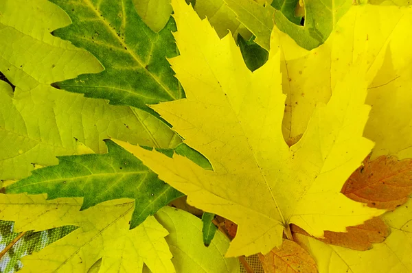Folhas amarelas e verdes — Fotografia de Stock