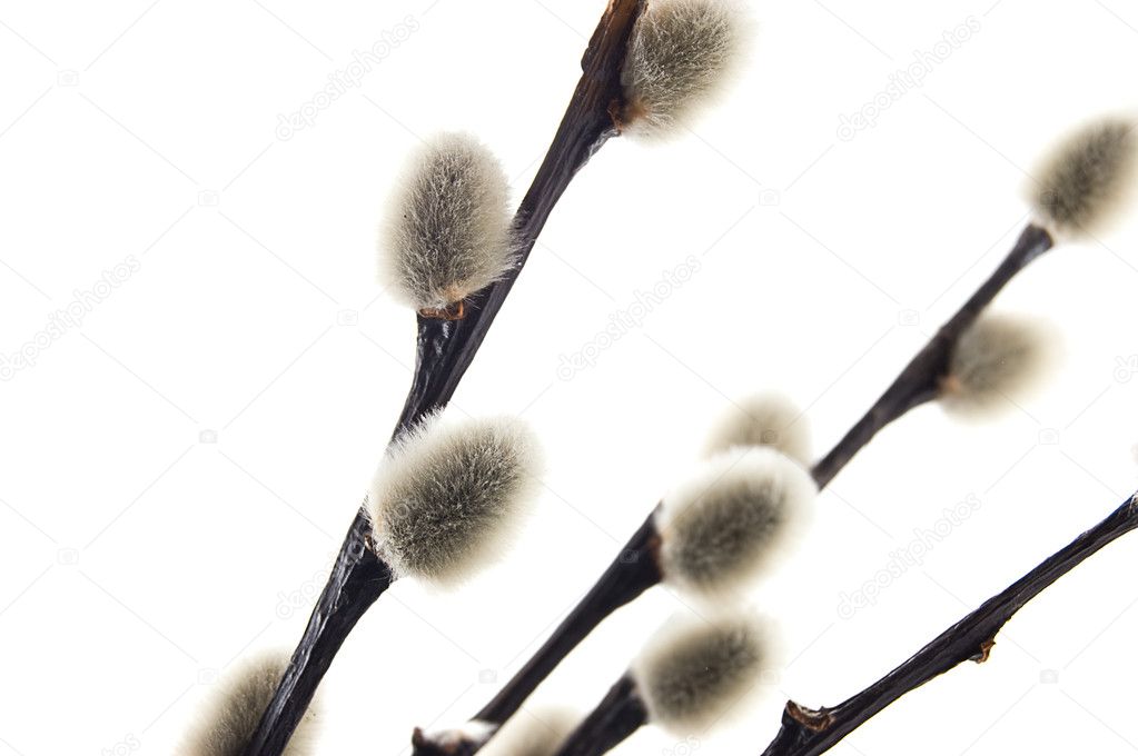 Pussy willows branch isolated on white