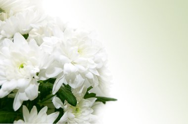 White chrysanthemum bouquet clipart