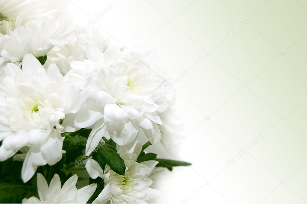 White chrysanthemum bouquet