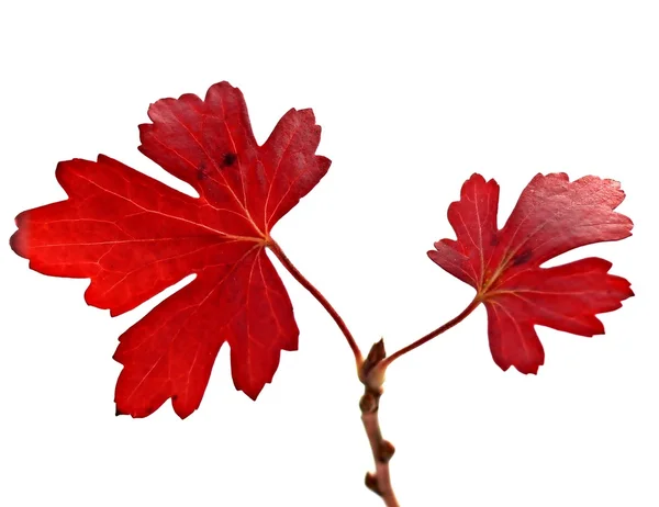 Folhas vermelhas — Fotografia de Stock