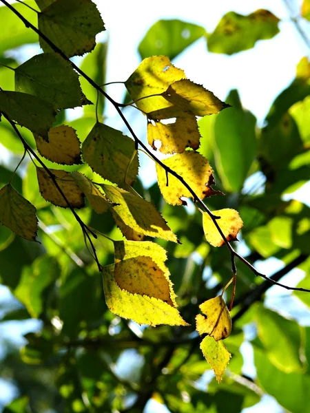 桦树的枝条 — 图库照片