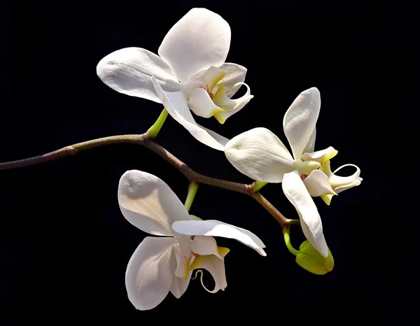 Orchidée blanche sur noir — Photo