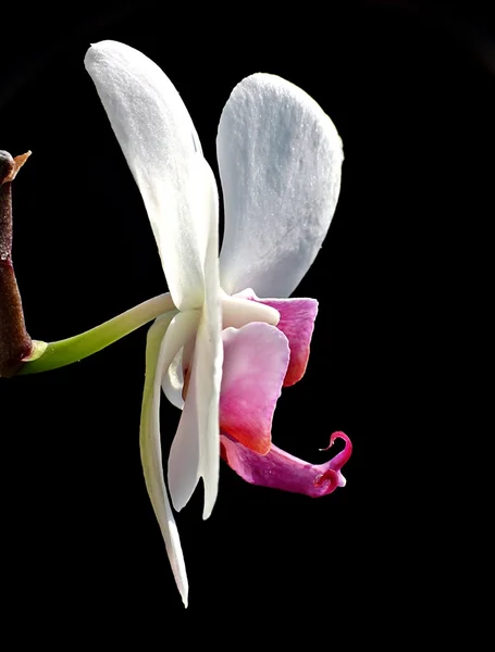 Biała orchidea na czarny — Zdjęcie stockowe
