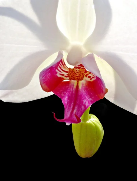 Witte orchidee op zwart — Stockfoto