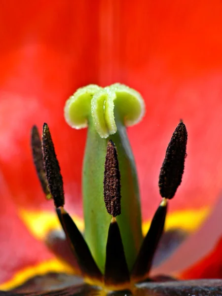 Intérieur de tulipe rouge — Photo