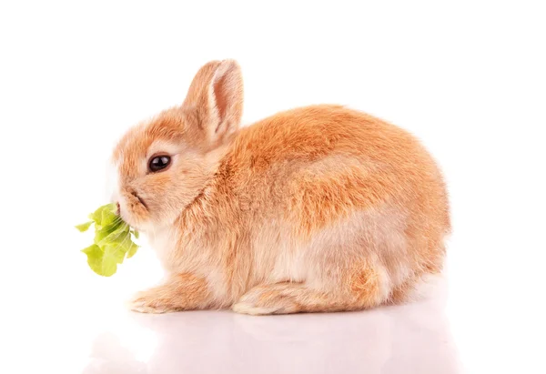 Пасхальный кролик — стоковое фото