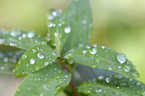 stock image Water droplets