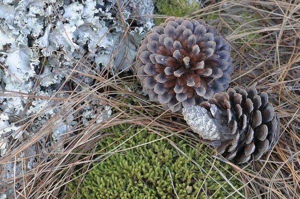 Cones de pinheiro — Fotografia de Stock