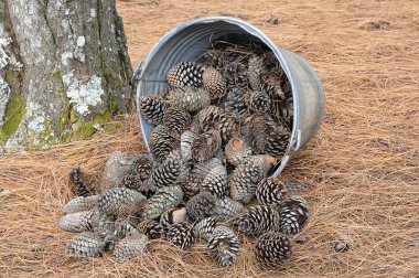 Pine cones in a bucket clipart