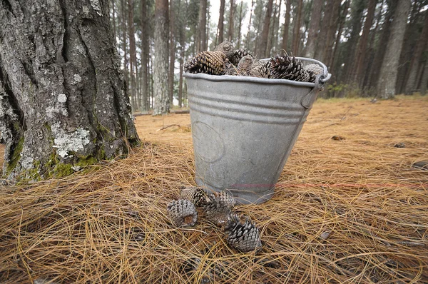 Conos de pino — Foto de Stock