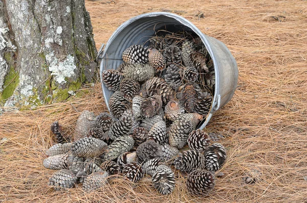 Cones de pinheiro em um balde — Fotografia de Stock