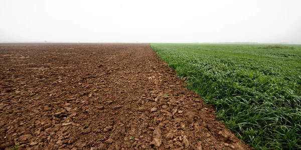 Sürülmüş Alanlar Filizlenmiş Buğday — Stok fotoğraf